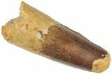 Fossil Spinosaurus Tooth - Feeding Worn Tip #311804-1